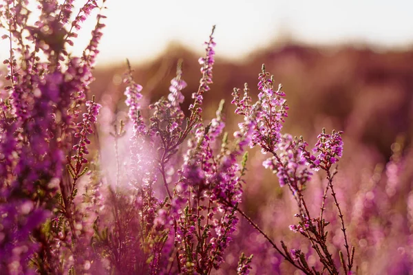 Purpurowy Pospolity Calluna Vulgaris Kwitnący Wrzos Parku Narodowym Holandii Pola — Zdjęcie stockowe