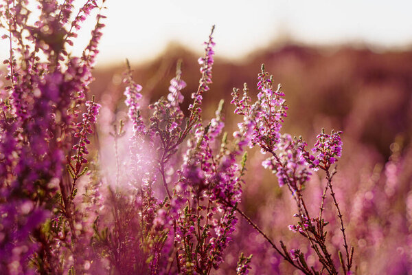 Фиолетовый обыкновенный каштан (Calluna vulgaris) Цветение каштана в национальном парке Нидерландов, цветочные поля в августе
