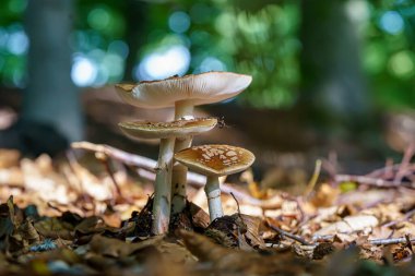 Sonbahar boyunca ormanda büyüyen bir grup Amanita muscaria regalis. Ormandaki mantar harika bir ışık altında