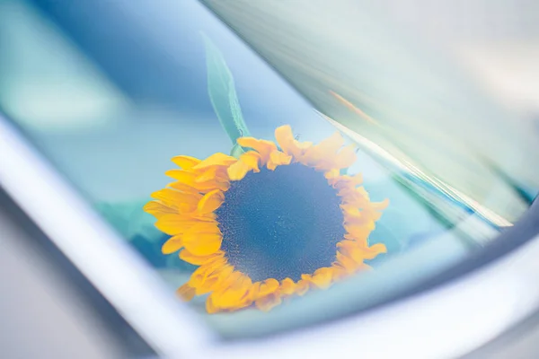 Decoration of sunflowers in and on a wedding car for styling and lovely details with a depth of field and soft focus