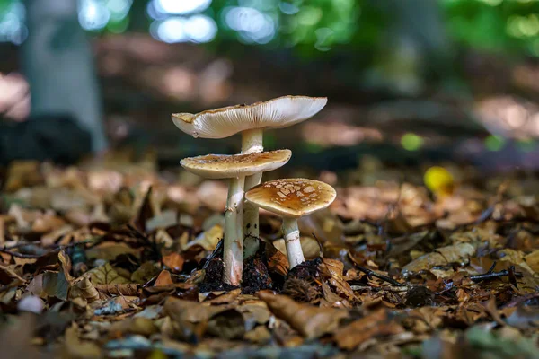 秋の森で育つアマニタ ムスカリアの仲間 薄明かりの森の中のトイレ — ストック写真
