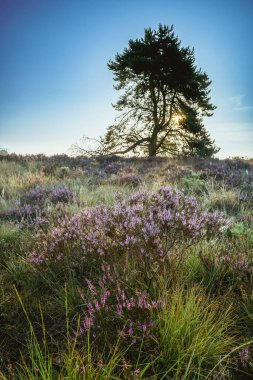 Hollanda 'da çiçek açan fundalık tarlası. Hollanda 'nın gündoğumu boyunca sisli ve sisli, sabah vakti açan pembe, mor fundalık tarlaları.