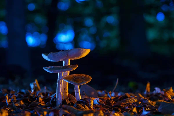秋天森林地面上的蘑菇五彩斑斓 — 图库照片