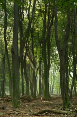 Güneşli Siluetli Orman. Sis içinde güneş ışınları var.