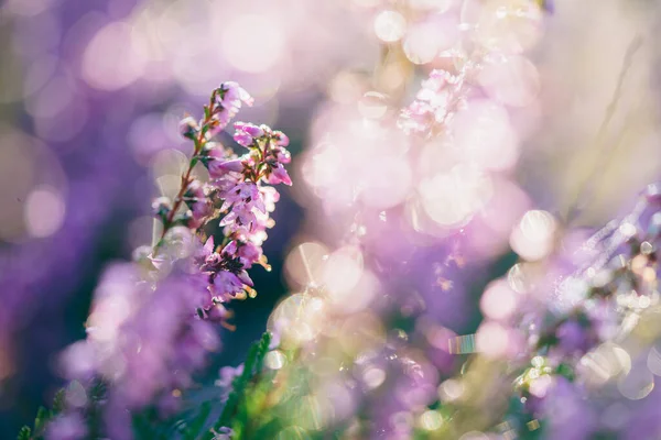 Blooming Wild Fairy Blue Common Heather Calluna Vulgaris Nature Floral — Stok fotoğraf