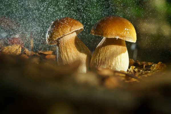 Porcini Mushrooms One Protected Mushrooms Culinary Flavor Maker — Stock Photo, Image