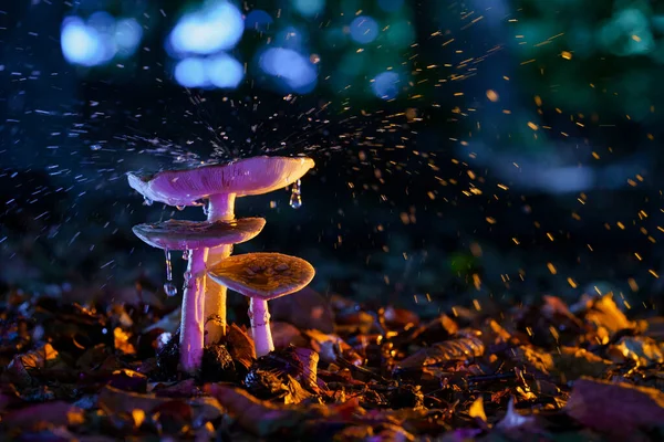 Fly Agaric Mushroom Forest Floor Autumn Season Theatrical Scene — Stock Photo, Image