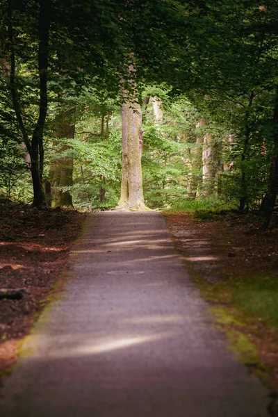 Foresta Estiva Verde Nella Foresta Olandese Speulderbos Putten Paesi Bassi — Foto Stock