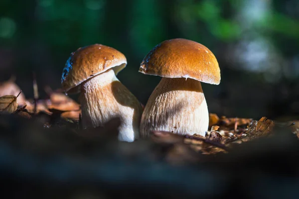Steinpilze Gehören Den Geschützten Pilzen Und Sind Ein Kulinarisches Aroma — Stockfoto