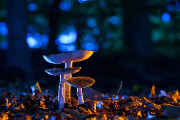 Champignon Sur Sol Forêt Dans Saison Automne Dans Coloré — Photo