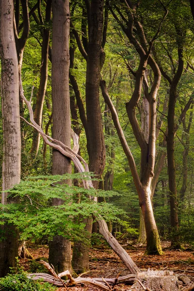 Foresta Estiva Verde Nella Foresta Olandese Speulderbos Putten Paesi Bassi — Foto Stock
