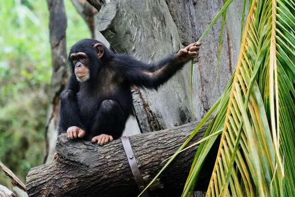 Chimpanzé — Fotografia de Stock