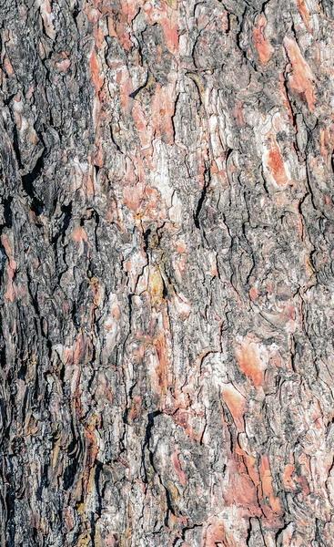 Bark texture — Stock Photo, Image