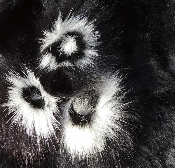 Black and white fur texture — Stock Photo, Image