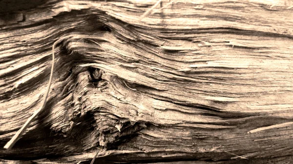 旧木质部 — 图库照片