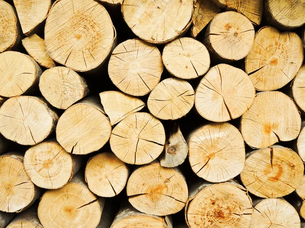 Wood stump background — Stock Photo, Image
