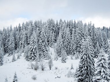 Karla kaplı ağaçlarla kaplı güzel kış manzarası