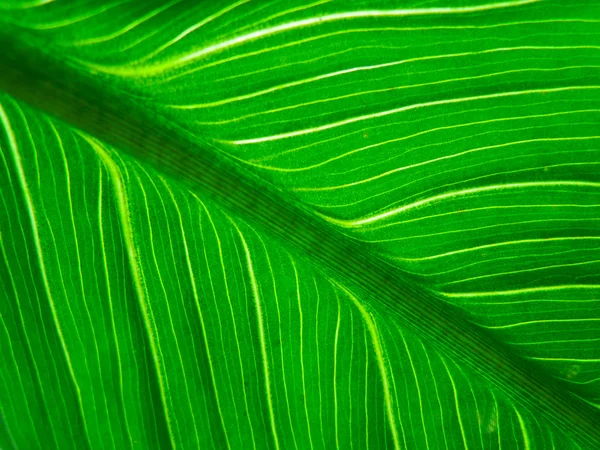 Textura macro folha verde — Fotografia de Stock