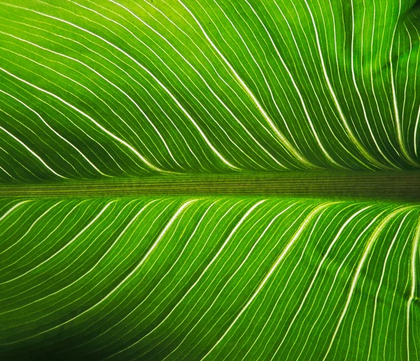 Yeşil yaprak makro — Stok fotoğraf