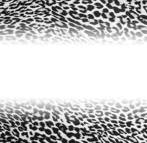 Leopard background with empty space — Stock Photo, Image