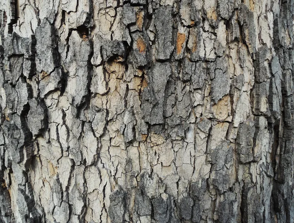 Corteza de textura de árbol —  Fotos de Stock
