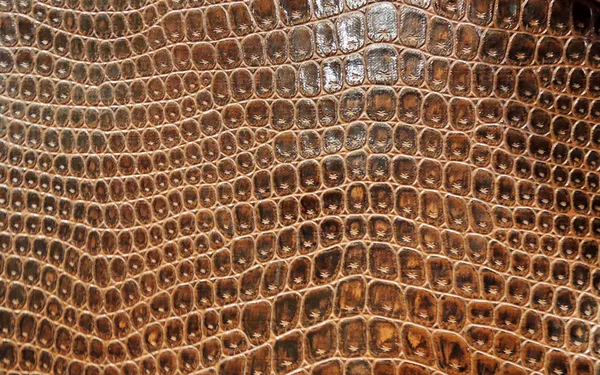 Peau de serpent brun abstrait — Photo