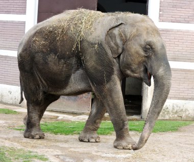Hayvanat Bahçesi kirli fil