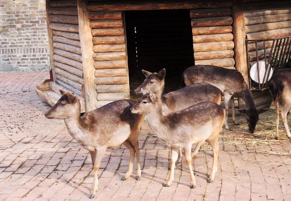 Roe no zoológico — Fotografia de Stock