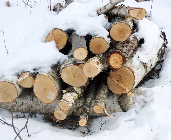 Holzstapel mit Schnee im Wald — Stockfoto
