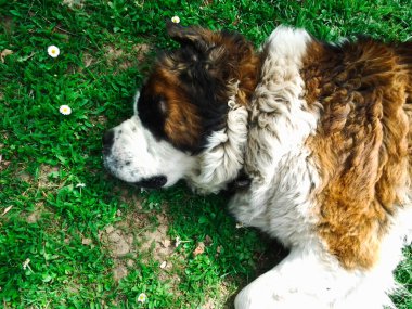 güzel saint bernard köpeği