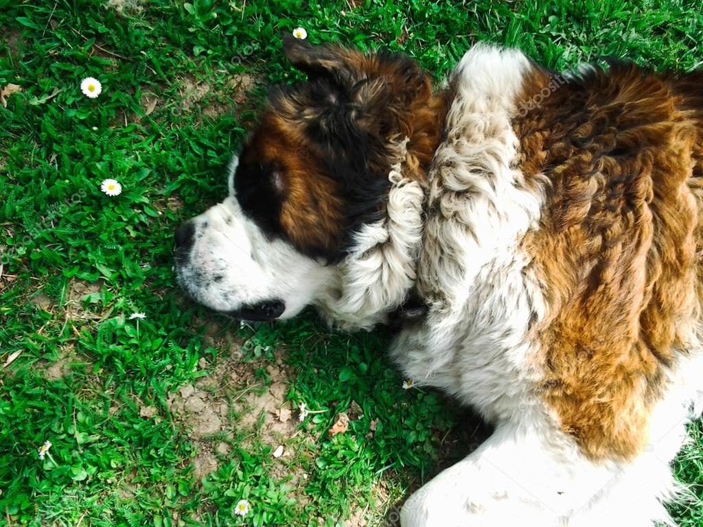 美しいセントバーナード犬 ストック写真 C Malydesigner 美しいセントバーナード犬 ストック写真 C Malydesigner