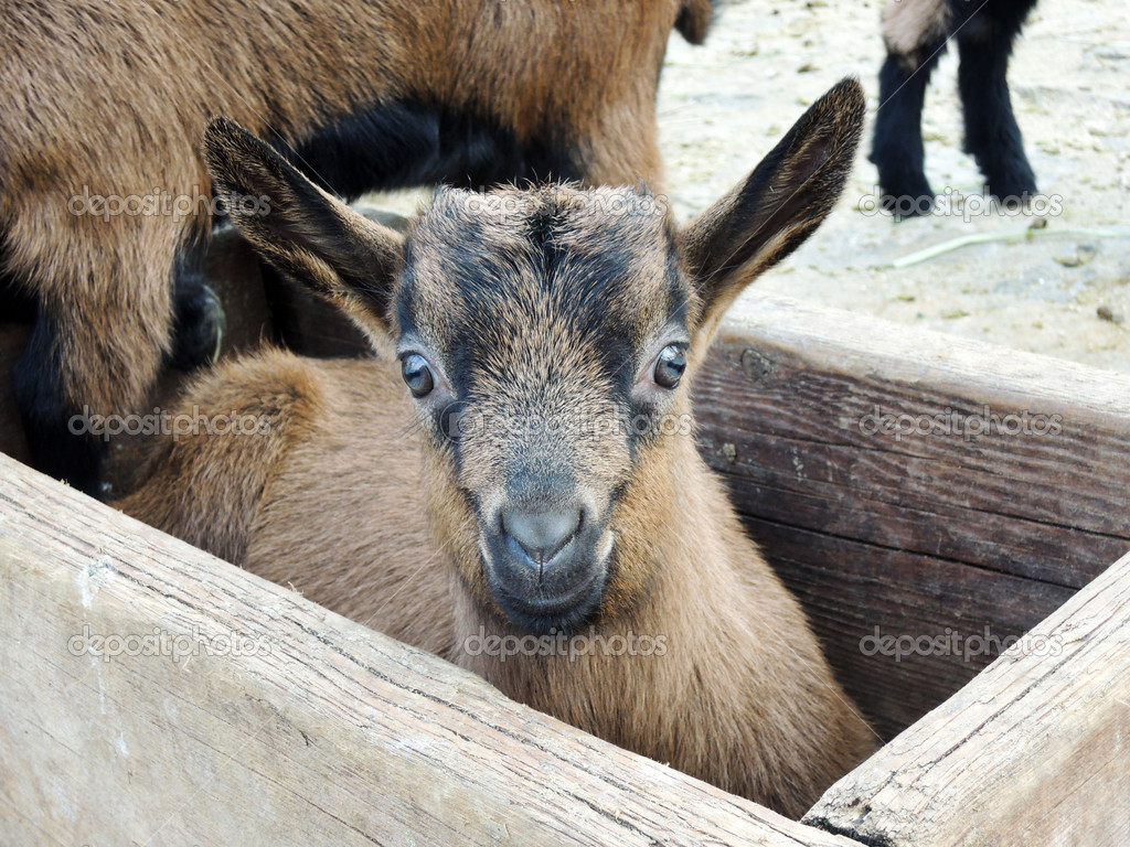 Chevre Bebe Mignon Image Libre De Droit Par Malydesigner C