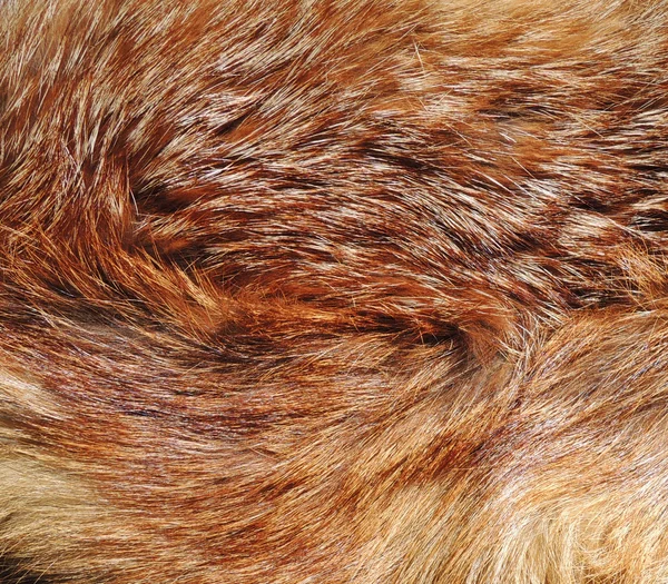 Fox fur background — Stock Photo, Image