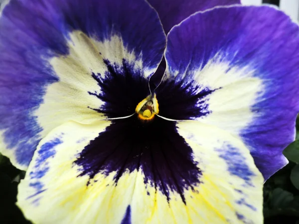Menekşe çiçek Close-Up — Stok fotoğraf