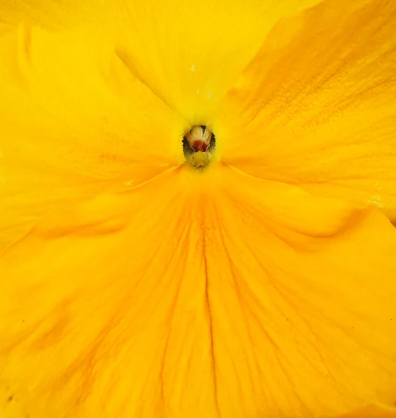 Macro shot d'une pansy avec mise au point sur le centre — Photo