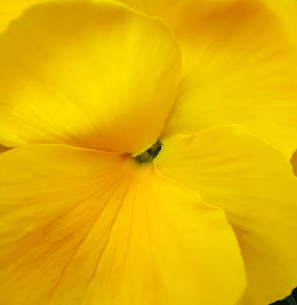 Yellow pansy flower macro — Stock Photo, Image