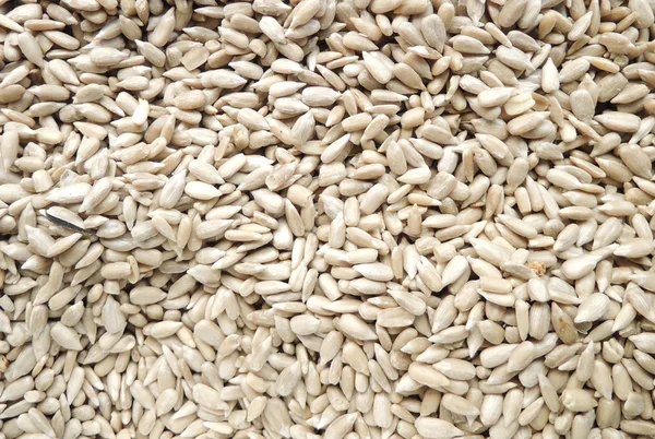 arka plan kullanımlar için kurutulmuş soyulmuş Ayçiçek tohumu