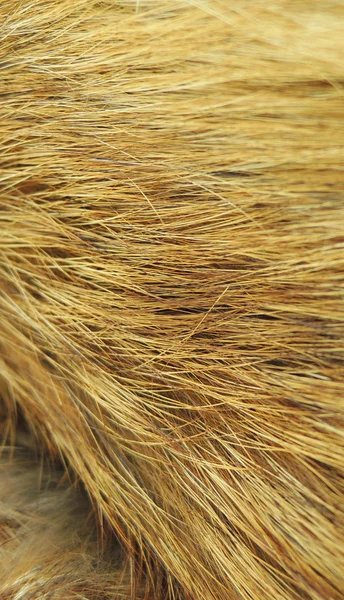 Yellow fox fur texture macro — Stock Photo, Image