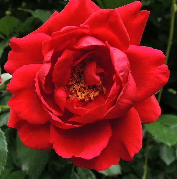 Red rose in garden — Stock Photo, Image