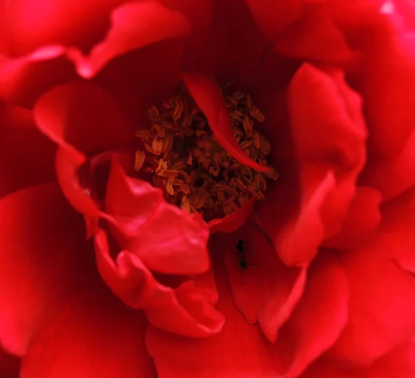 Fourmis de jardin sur rose — Photo