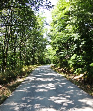 orman yolu. manzara.