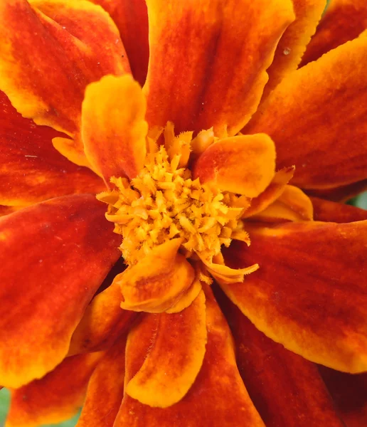 Marigold çiçek makro — Stok fotoğraf