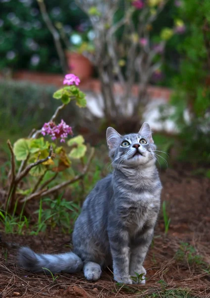 Hermoso gato mirando hacia arriba — Foto de Stock