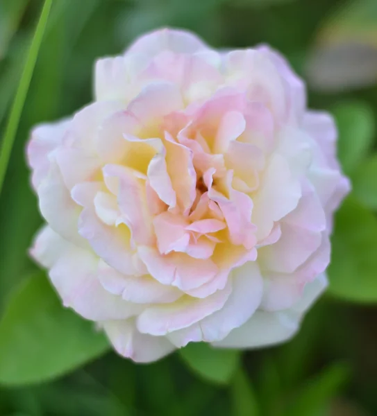 Belle rose dans le jardin — Photo