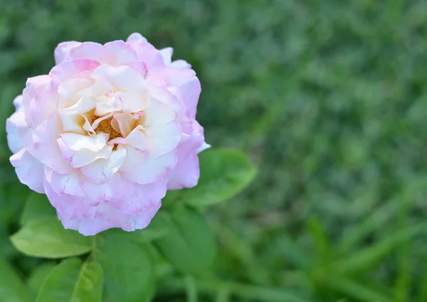 Belle rose dans le jardin — Photo