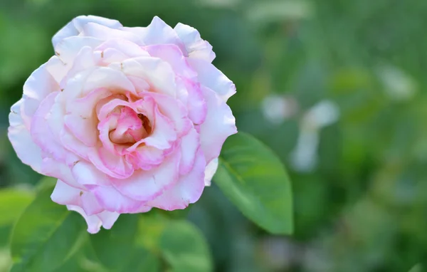 Bela rosa na natureza — Fotografia de Stock