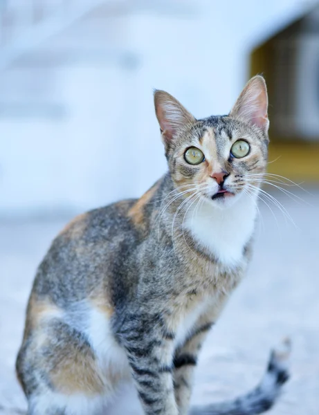 Cat with suprised look — Stock Photo, Image