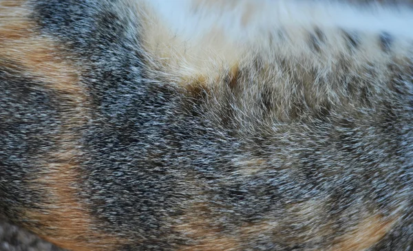 Cat fur texture — Stock Photo, Image