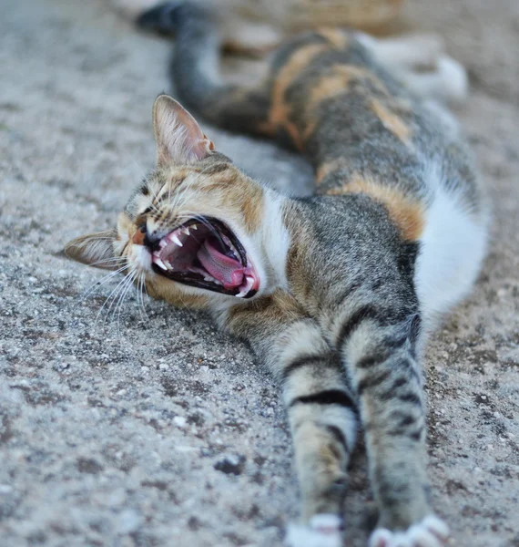 Kat geeuwen — Stockfoto