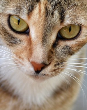 tehlikeli kedi